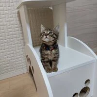 画像1542：某展示会施工例